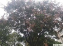<strong>有窗的房间能装家庭影院吗？藏在别墅二楼的7.2.4全景声影音室 </strong>